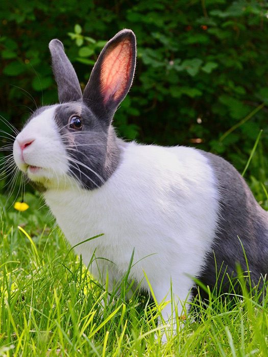 White and gray rabbit sitting on grass outside.