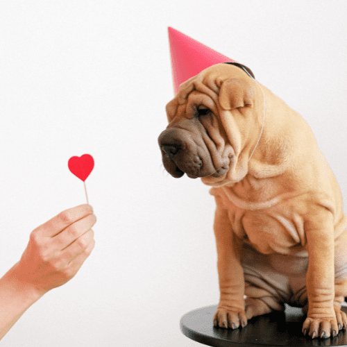 Brown bulldog with a red party hat looking at a small paper heart
