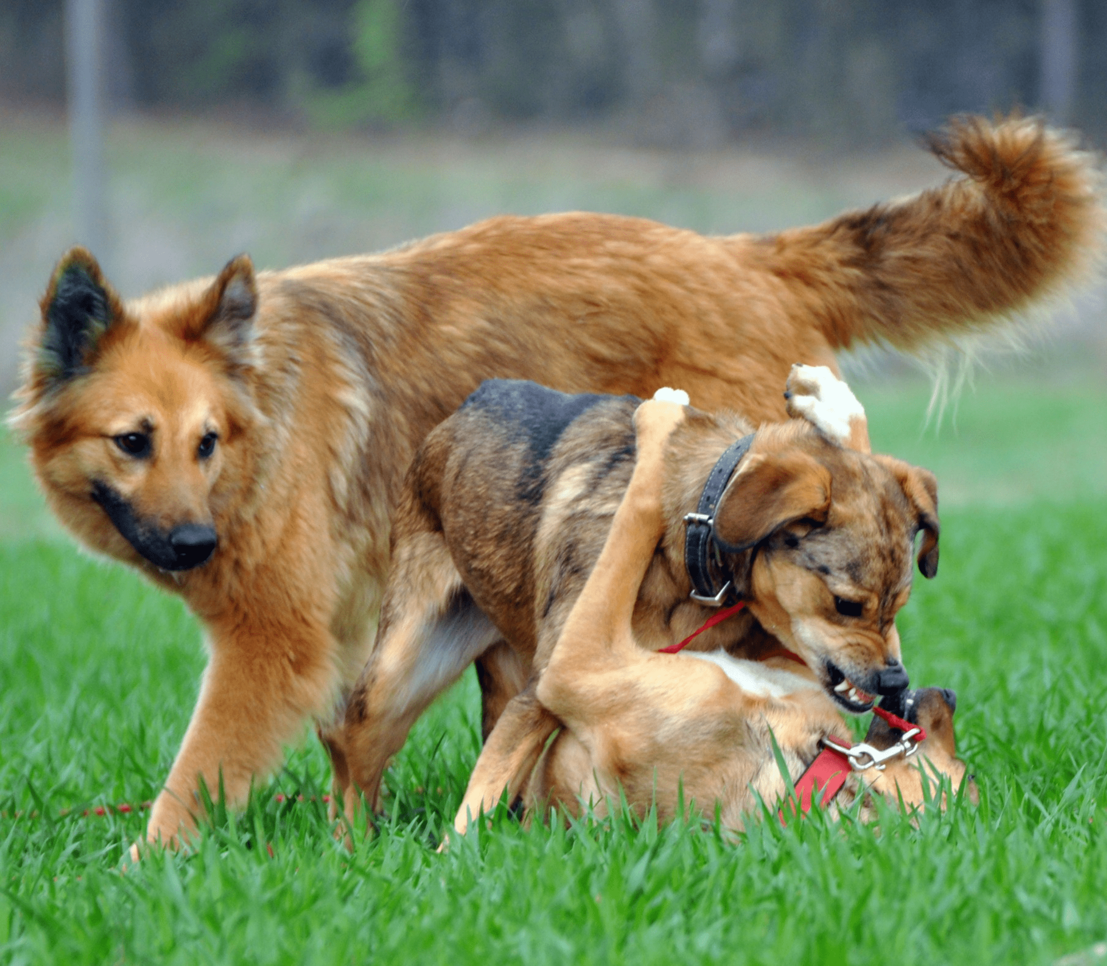 Two K9 puppies and one adult K9 on a green field.