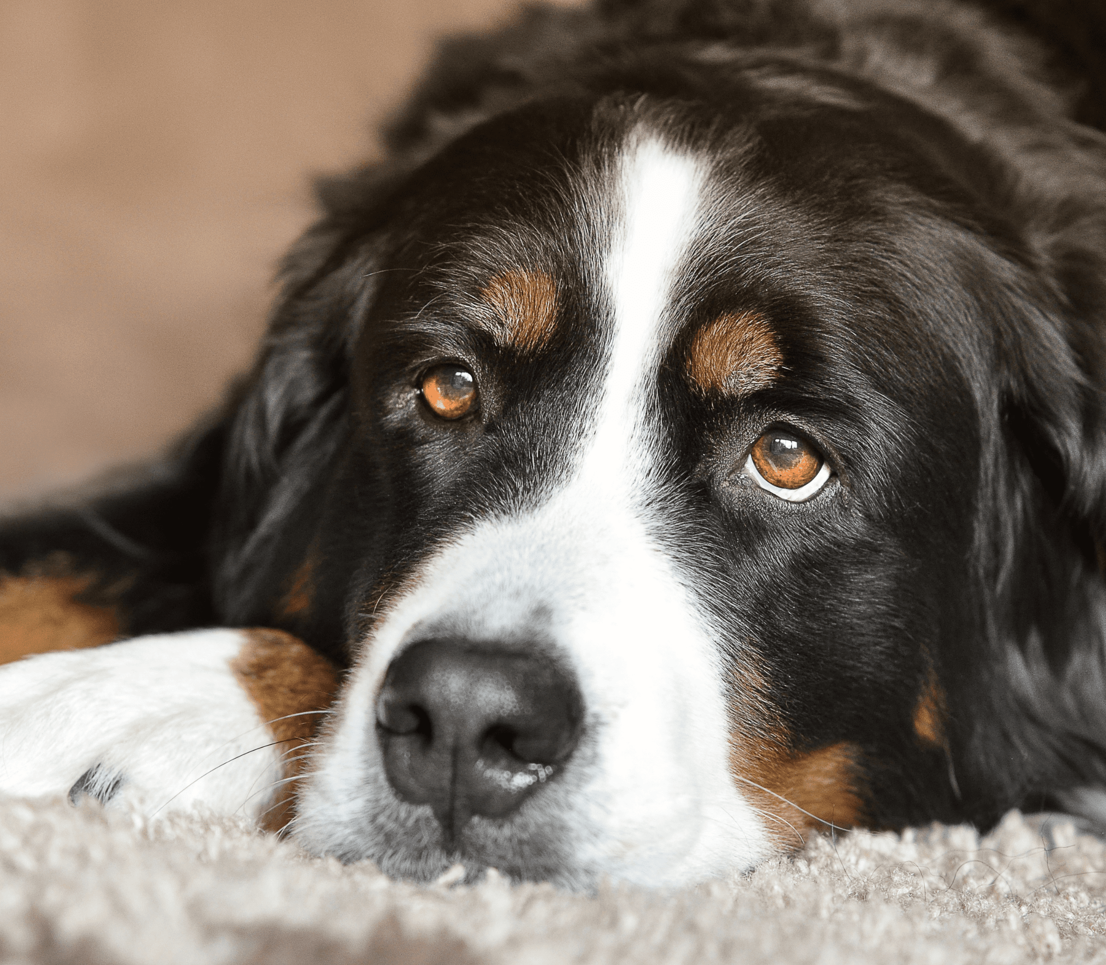 Close-up face of an adult black dog with white strip on the nose up the head