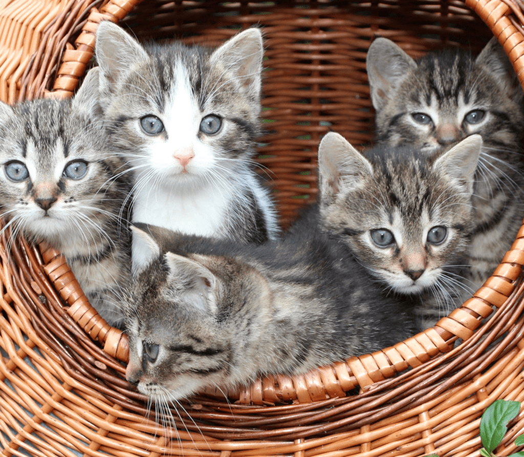 Five gray kittens inside a big brown woven basket