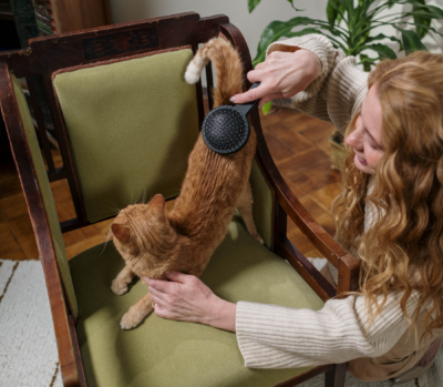 Brown cat having a hairbrush from a curly lady