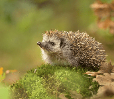 Brownish hedgehog on a grassy rock with dried brown leaves around