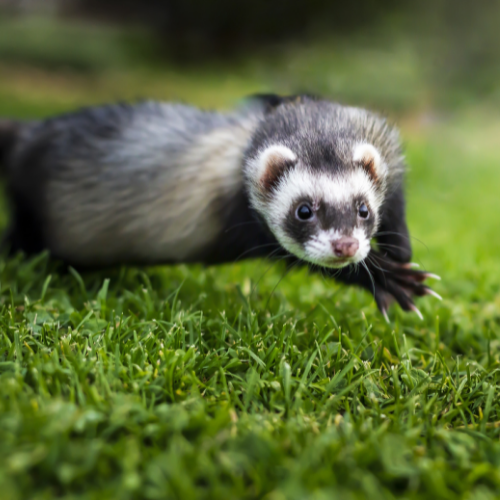 Gray ferret jumps on a grassy ground