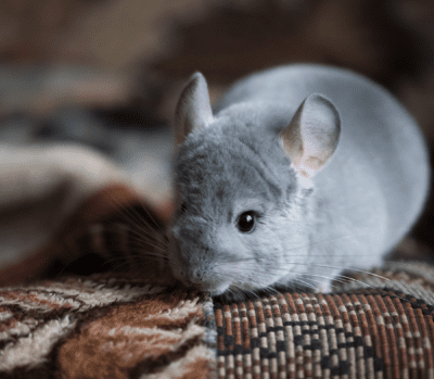 Gray chubby hamster