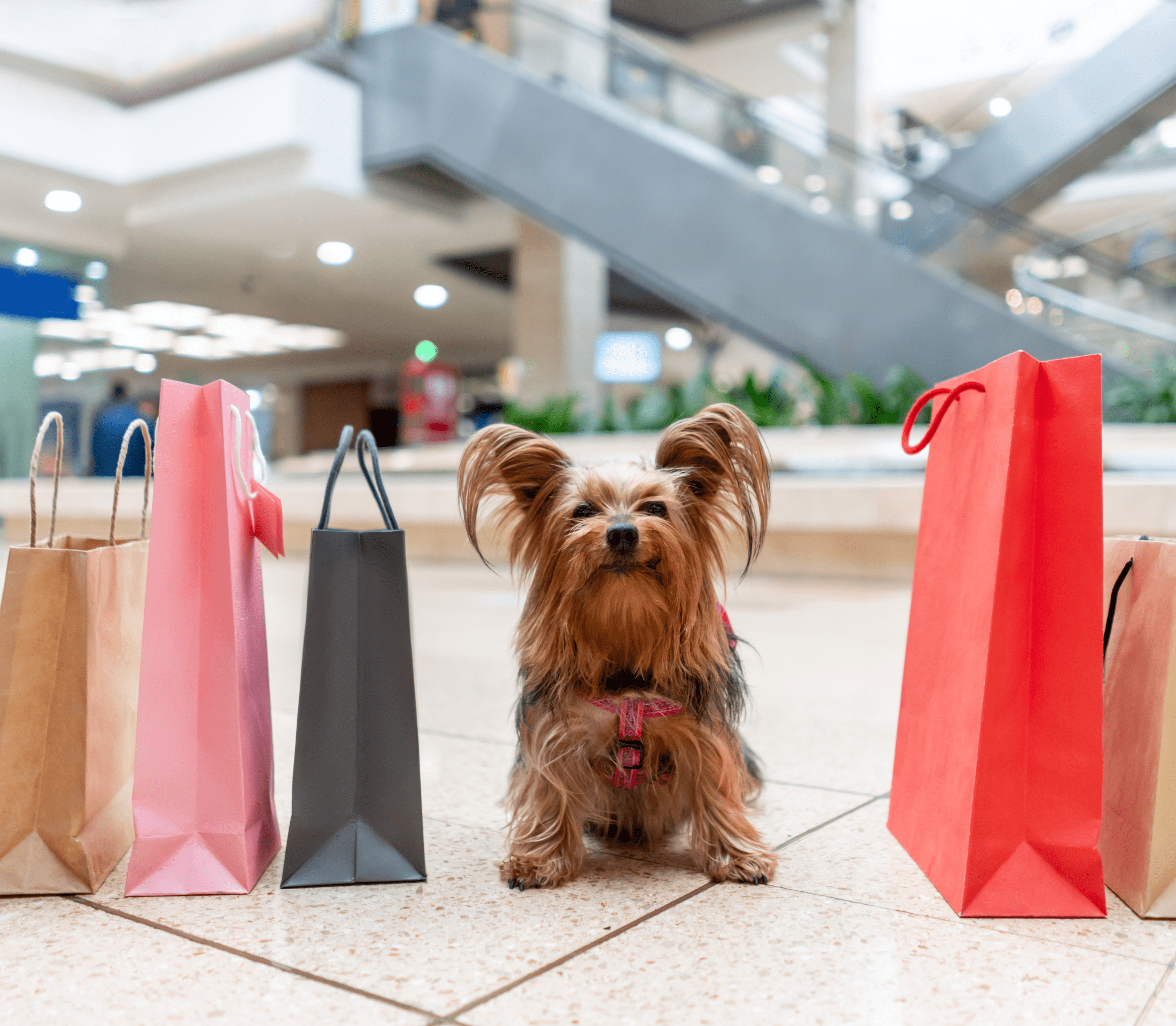 Brown hairy dog with shopping bags on the side