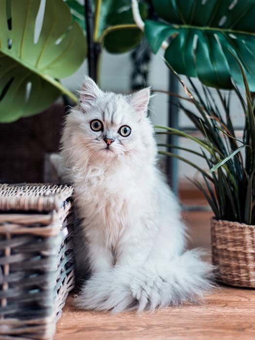 Fluffy white cat sitting on a counter with plants.