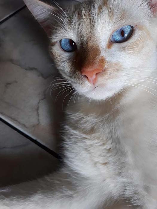 White cat with blue eyes laying on a bed.