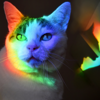 Cat with rainbow relfection on face