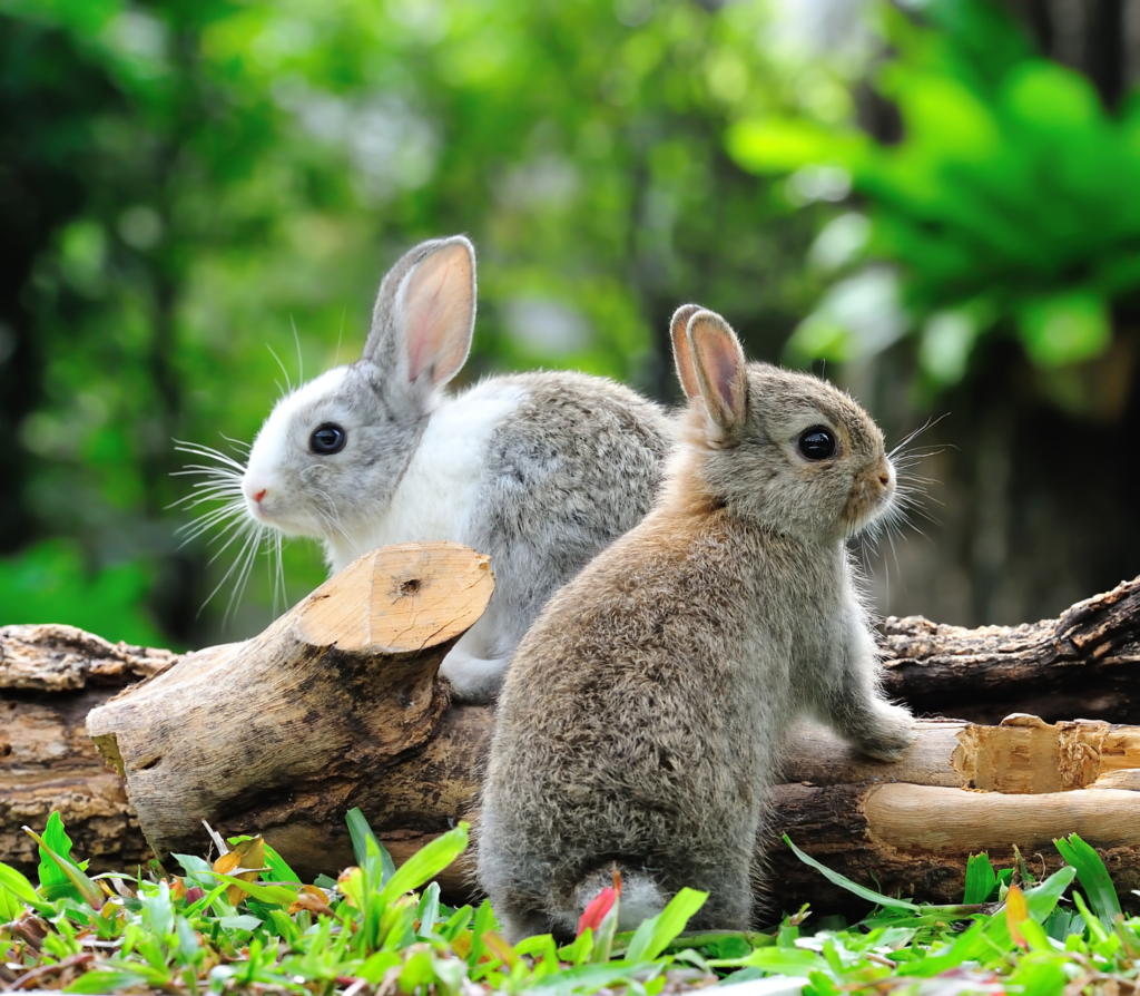 Two bunnies in a branch on the ground