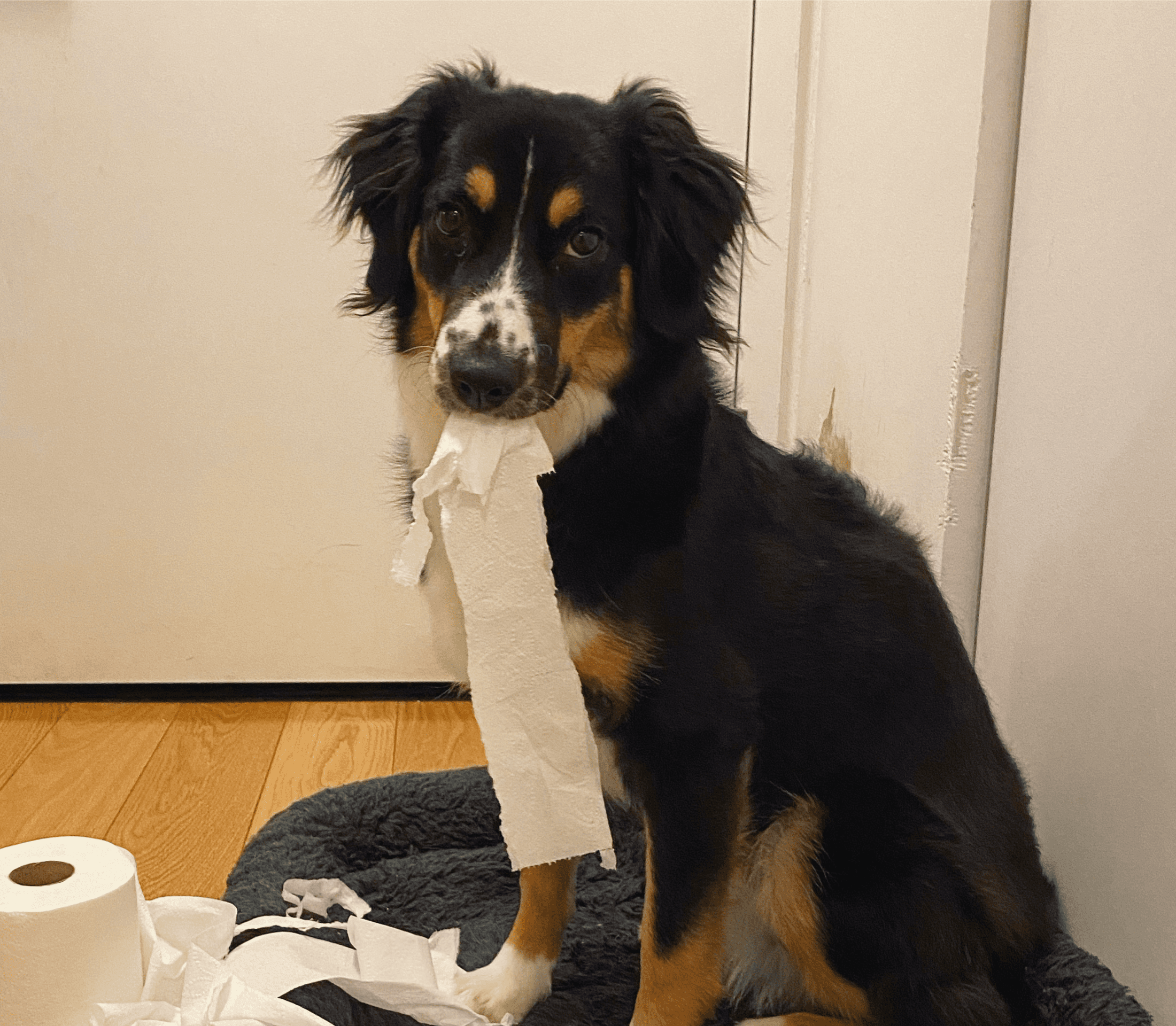 Blackish dog biting on tissue