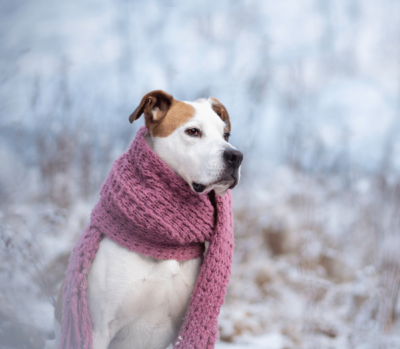Adult dog with a pink scarf