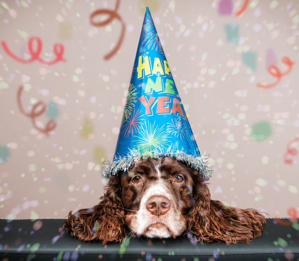 Brown furry dog with Happy new year party hat