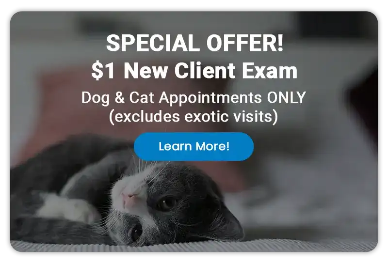 Special Offer! $1 New Client Exam - Dog and Cat Appointments only - Learn More