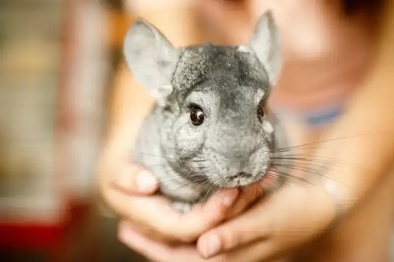 A person holding a small gray chinchilla.