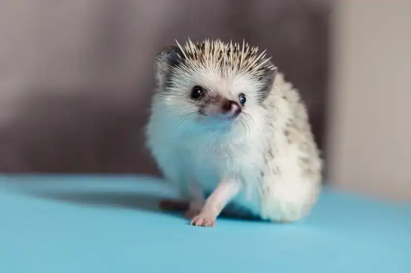 Small hedgehog standing on a blue counter.