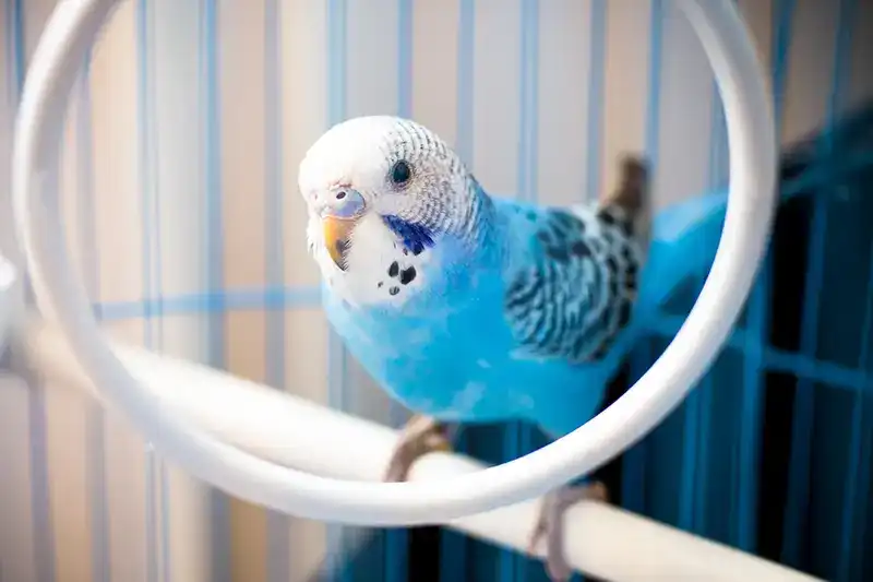 Blue parakeet swinging in his cage.