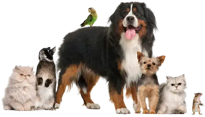 A group of pets posing together