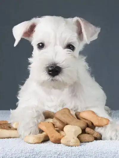 White fluffy dog sitting on top of a pile of dog biscuits.