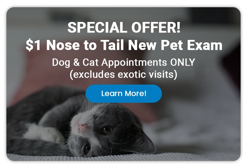 Special Offer! $1 Nose to Tail New Pet Exam - Dog and Cat Appointments only - Learn More