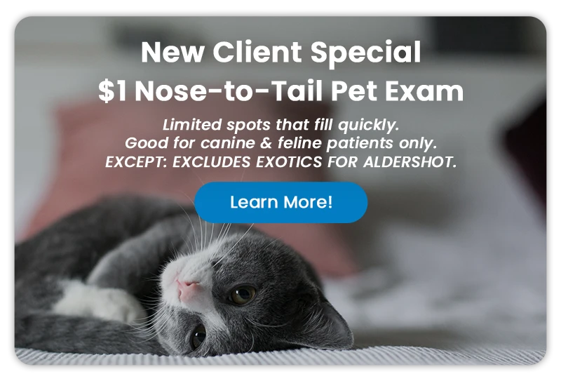 $1 Nose-to-Tail Pet Exam - Learn More!