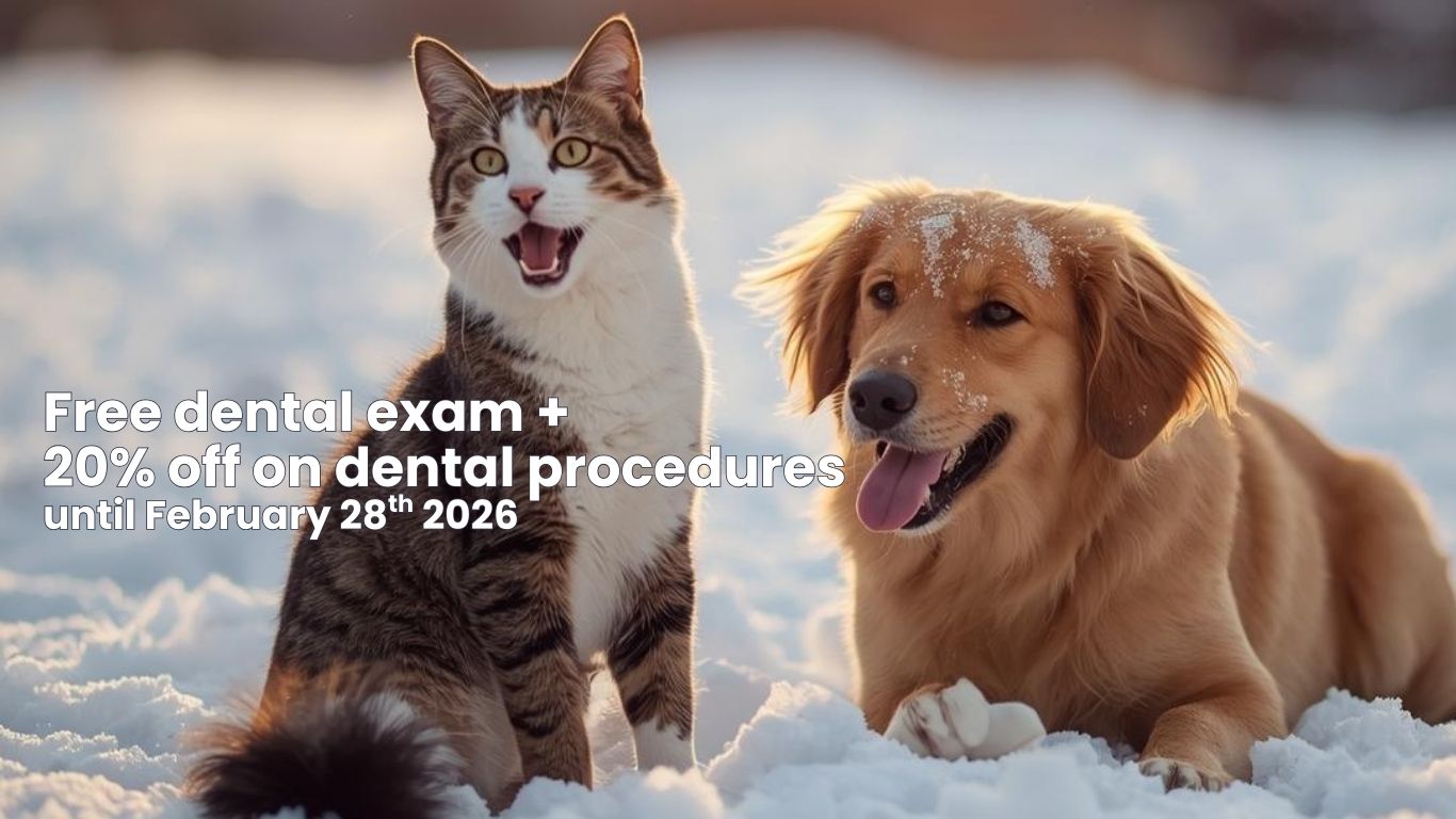 Same Day Appointments Available! Call 905-632-2211